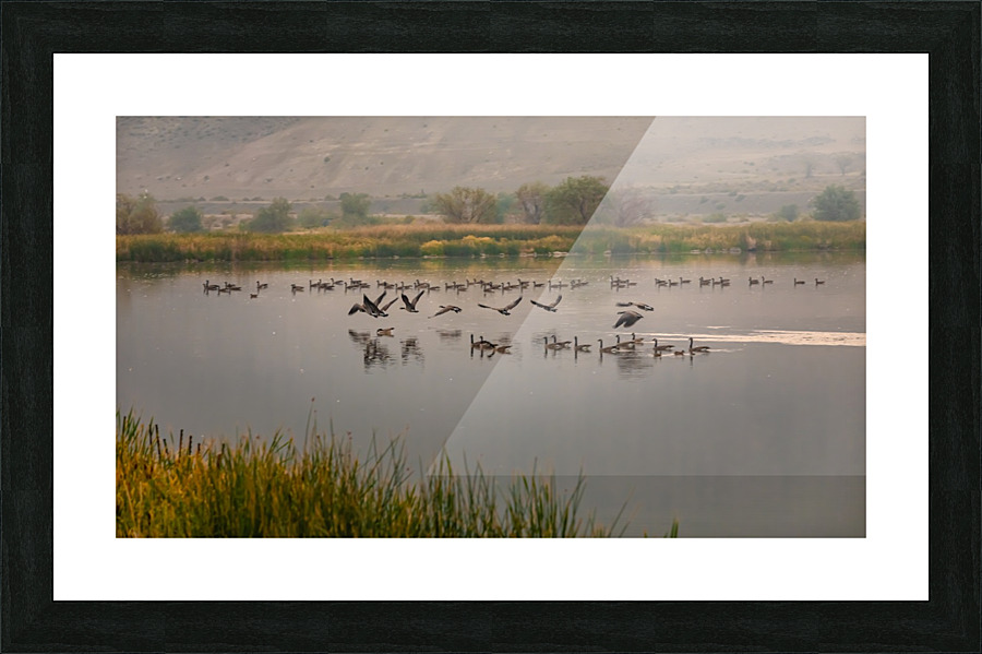 Geese Taking Off-Warm Picture Frame print