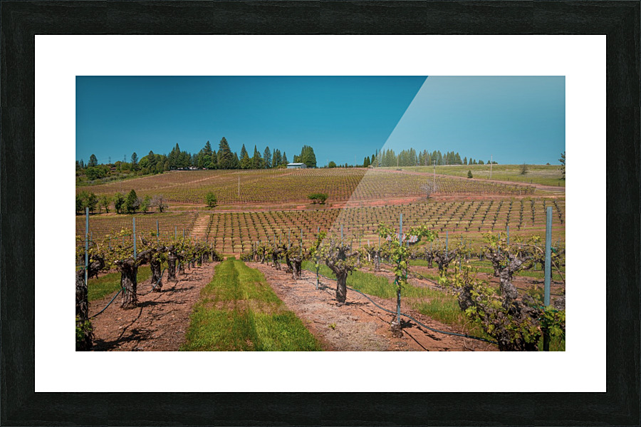Lava Cap Vineyard Cool Picture Frame print