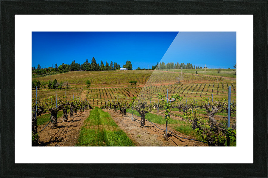 Lava Cap Vineyard Vivid Picture Frame print