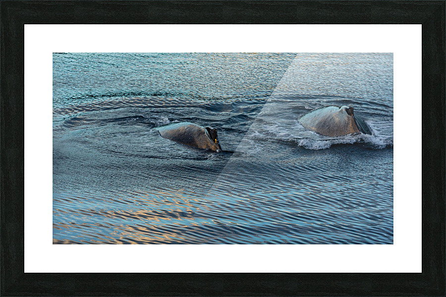 Double Hump Alaska Picture Frame print
