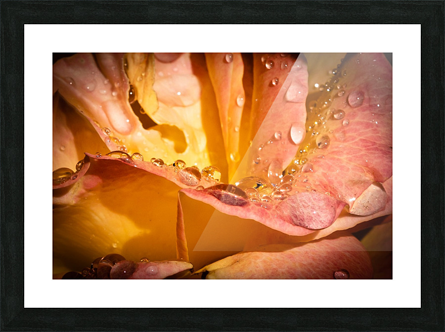 Rose Garden Portland Picture Frame print