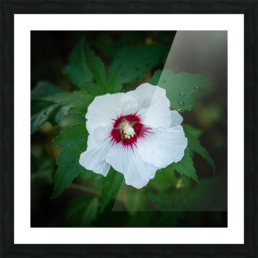 Rose Garden Portland 2 Picture Frame print