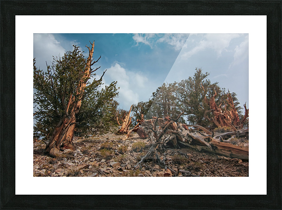 To The Top Picture Frame print