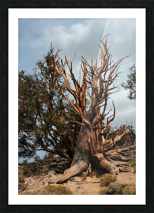 Branches Galore Picture Frame print