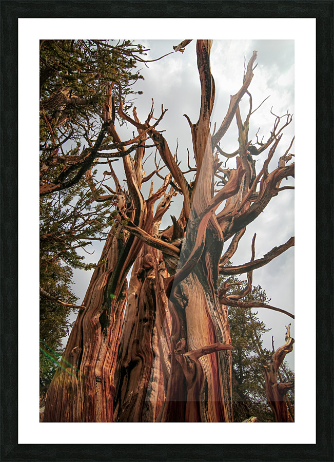Twisted Tower Picture Frame print