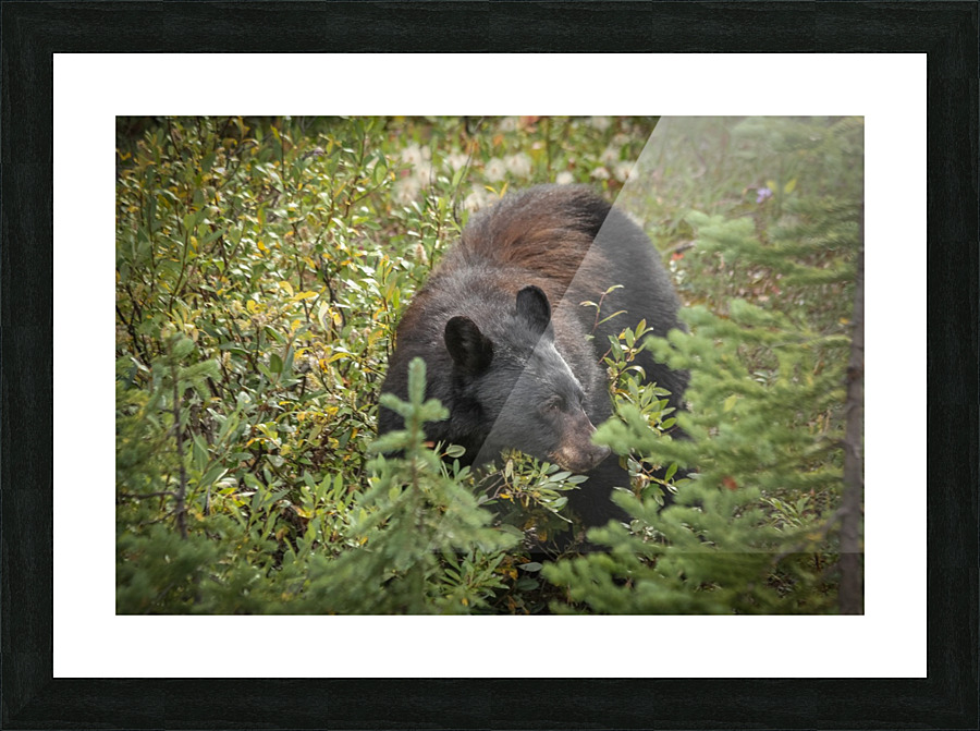 Berry Eating Bear Picture Frame print