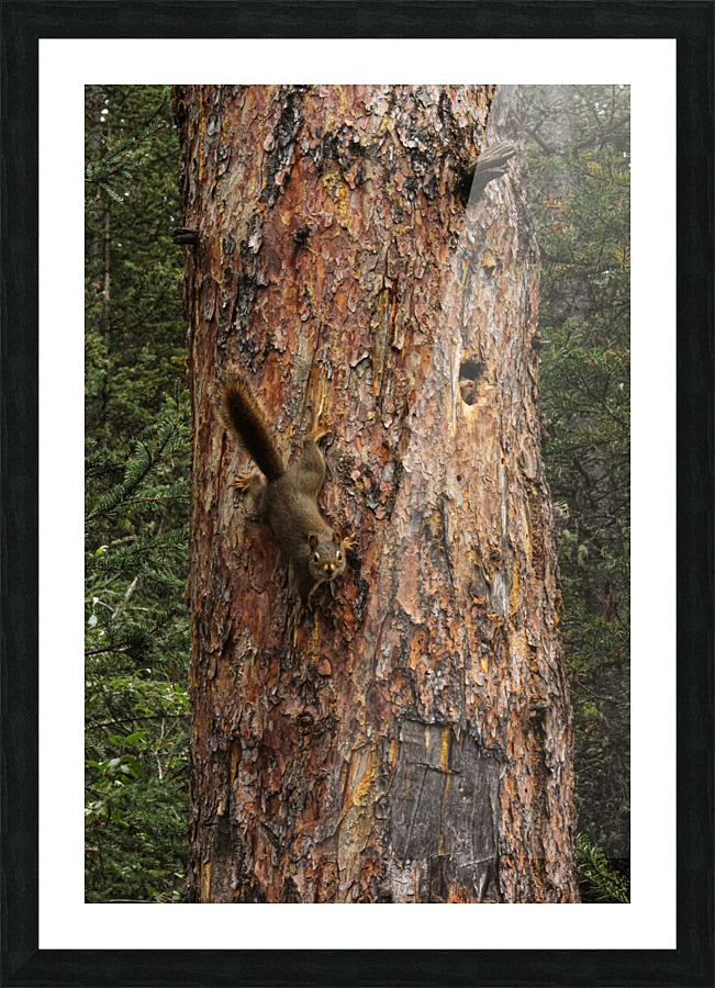 Chipmonk Tree Picture Frame print