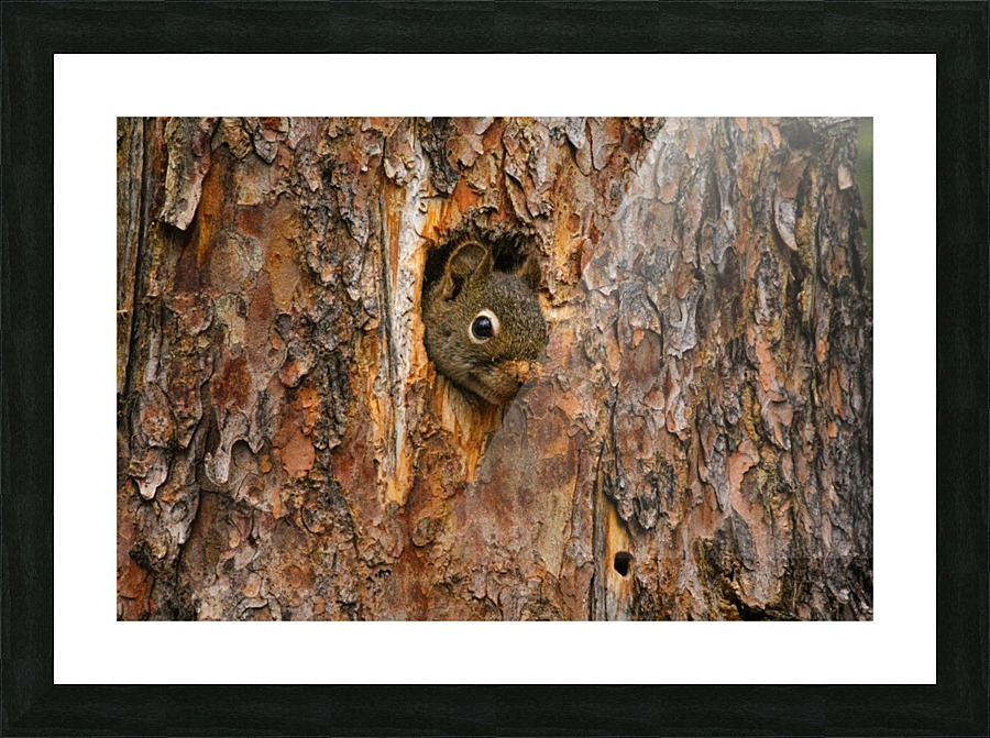 Chipmonk Home Picture Frame print