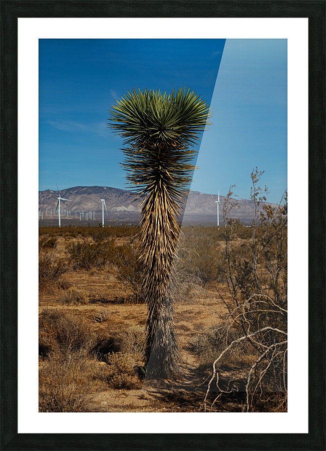 Joshua Tree Picture Frame print