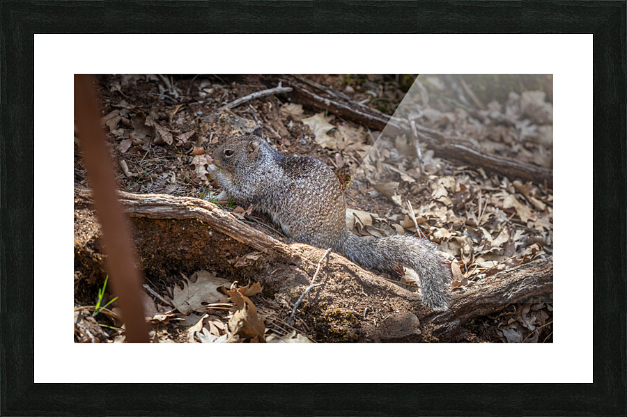 Burney Squirrel Picture Frame print