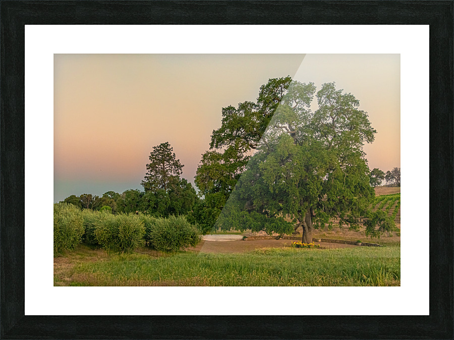 Helwig Winery   Picture Frame print