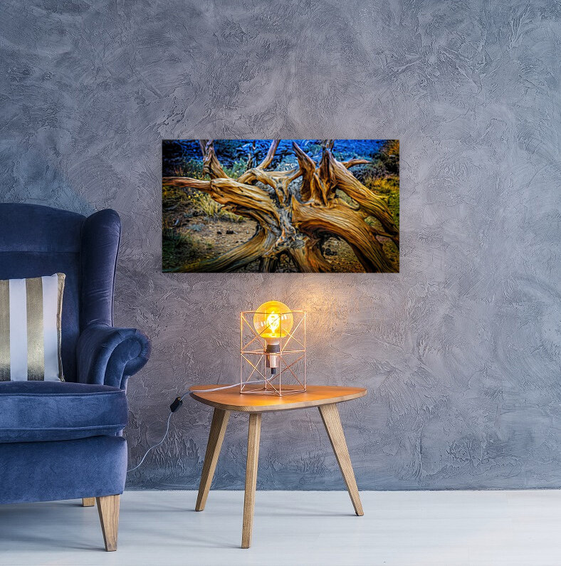 Fallen Bristlecone Reproduction