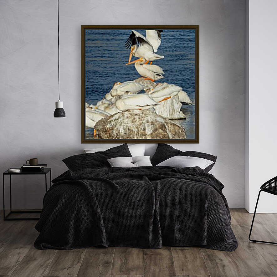 Dominant Pelican Reproduction