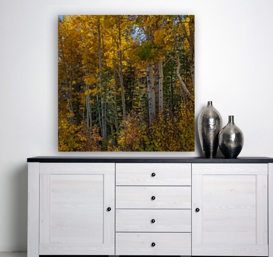 Tahoe Aspens Reproduction