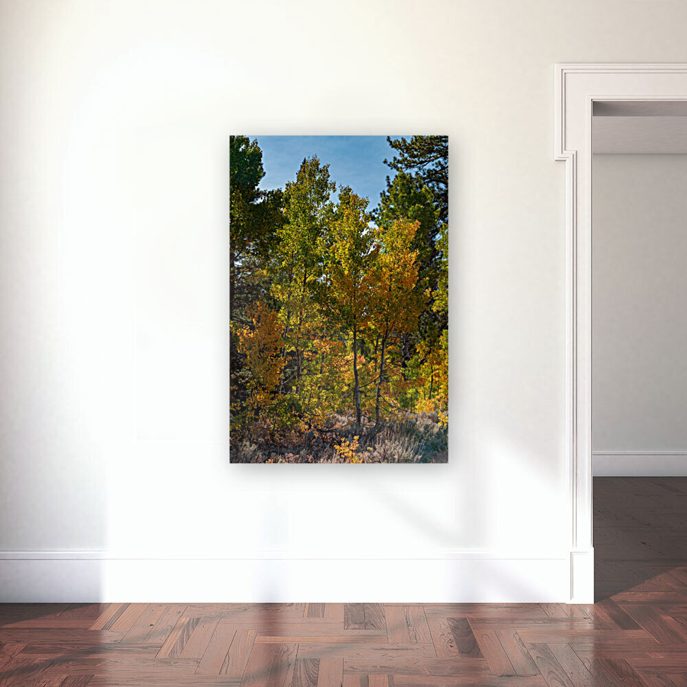 Aspen Group Reproduction