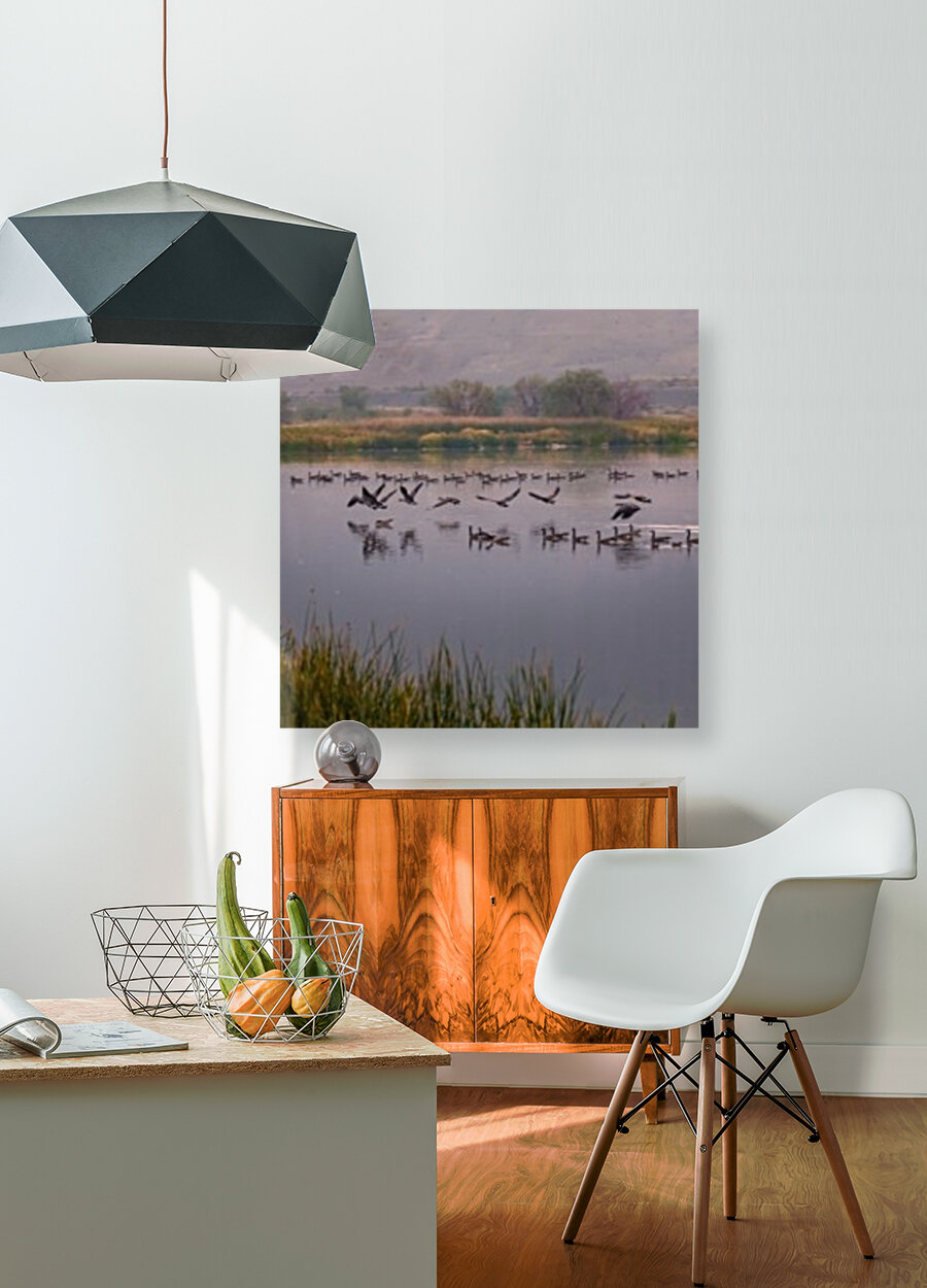 Geese Taking Off-Cool Reproduction
