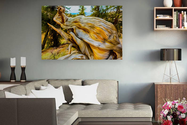 Angry Bristlecone Reproduction