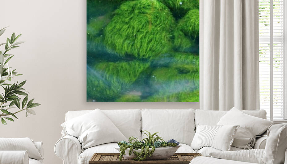 Submerged Slimey Rocks Reproduction