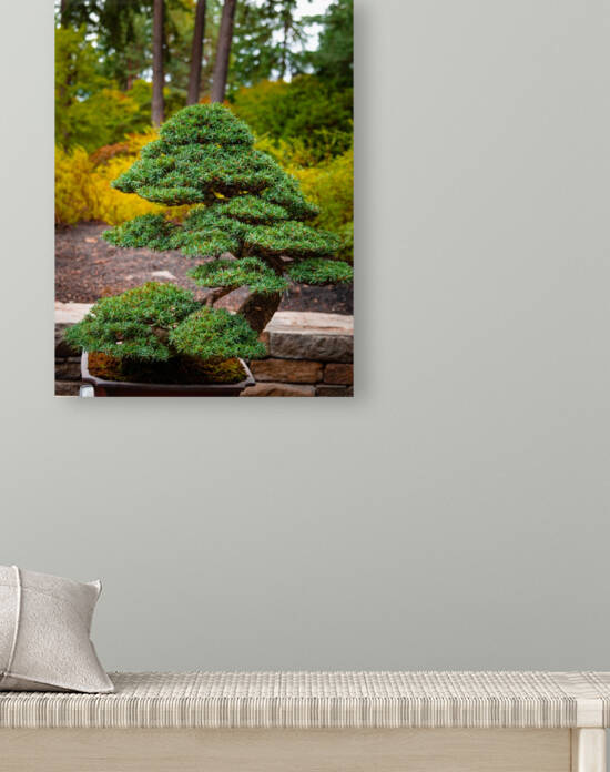 Japanese Garden Bonzai Portland  by Nicholas