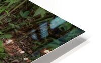 Jungle Path HD Metal print
