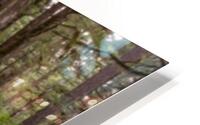 Moss covered stump HD Metal print