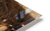 Wetland HD Metal print