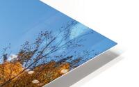 Tahoe Aspens with Posts HD Metal print