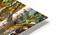 Aspen Trunks HD Metal print