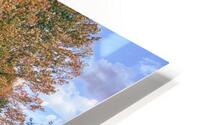 IMG_0357 HD Metal print