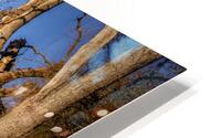 Wicked Branches HD Metal print