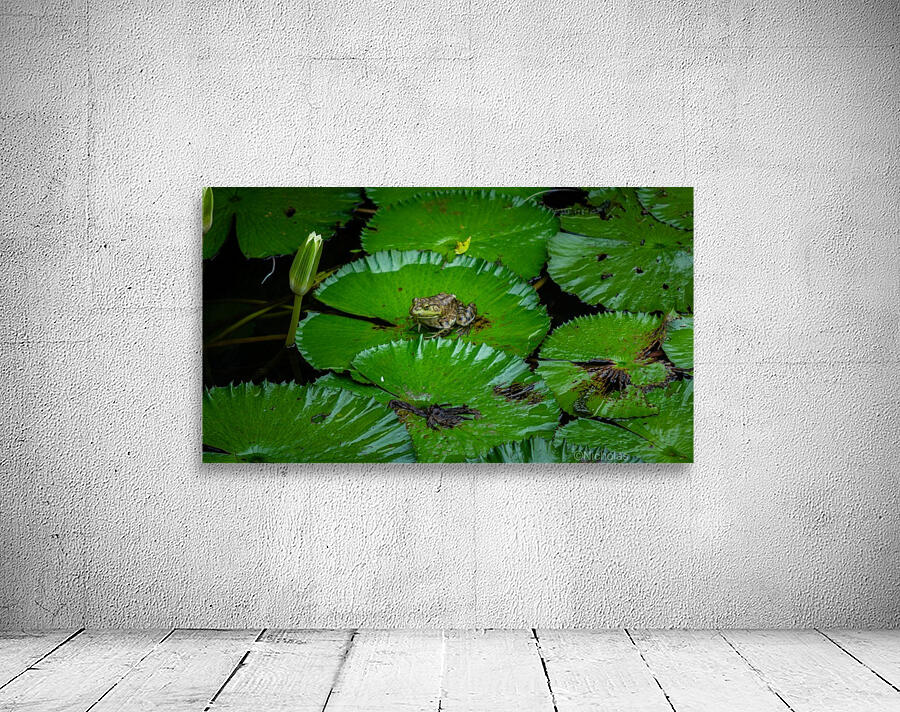 Ribbit Wall Preview