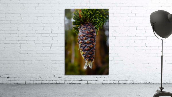 Bristlecone Pine Wall Preview