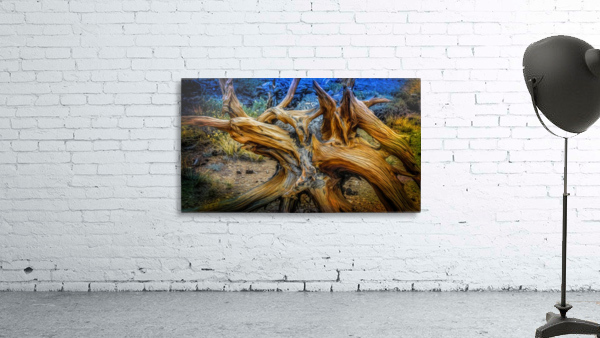 Fallen Bristlecone Wall Preview