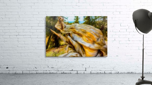 Angry Bristlecone Wall Preview