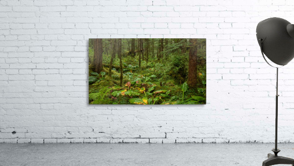 Green and Wet Wall Preview
