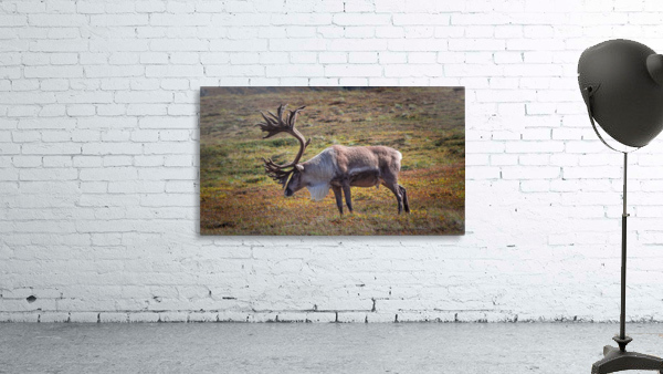 Alaskan Caribou  Wall Preview