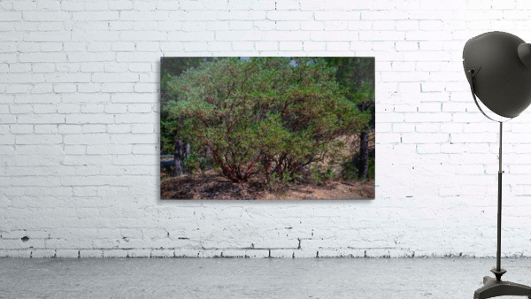 Manzanita Wall Preview