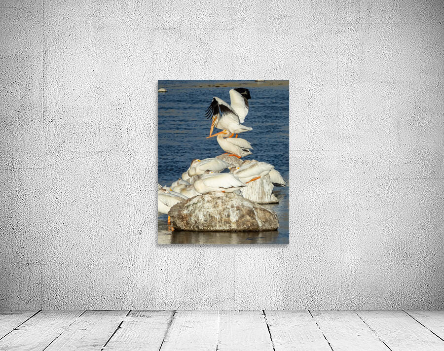 Dominant Pelican Wall Preview