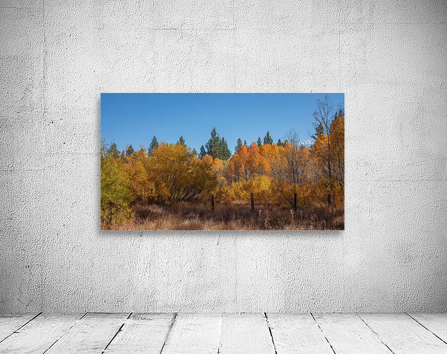 Tahoe Aspens with Posts Wall Preview