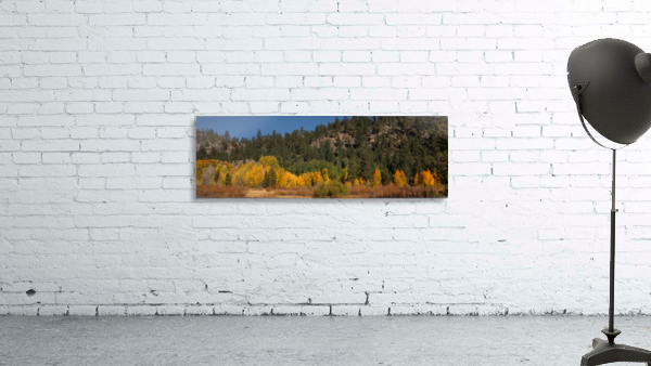 Hope Valley Aspens Wall Preview