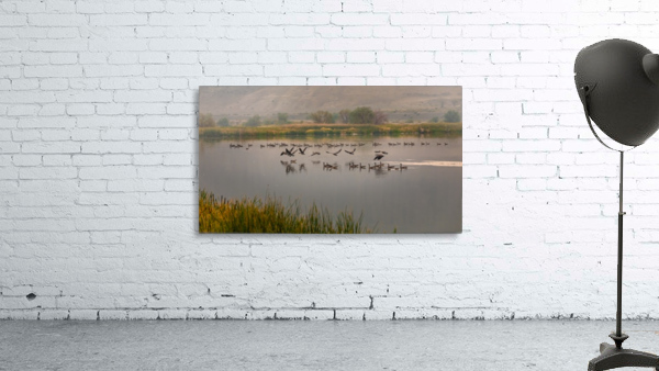 Geese Taking Off-Warm Wall Preview