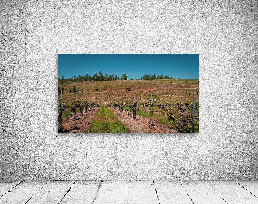 Lava Cap Vineyard Cool Wall Preview