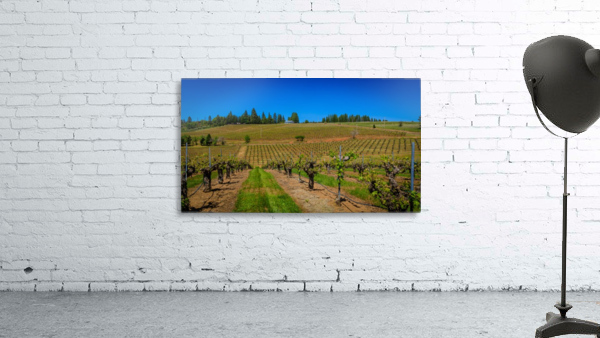 Lava Cap Vineyard Vivid Wall Preview