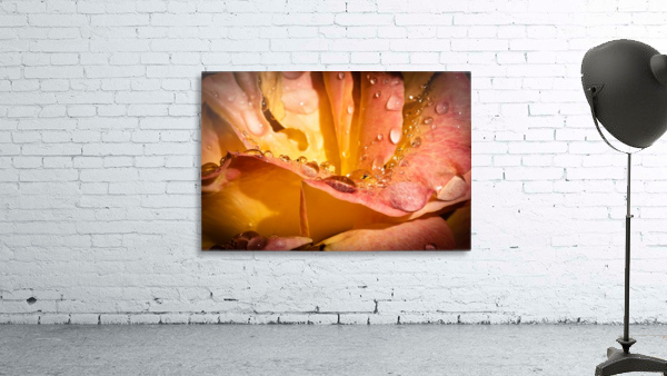 Rose Garden Portland Wall Preview