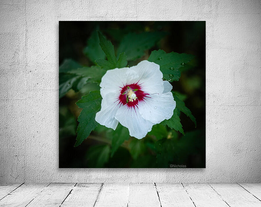 Rose Garden Portland 2 Wall Preview