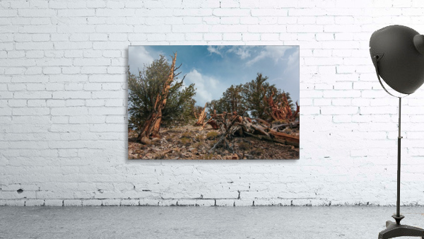 To The Top Wall Preview