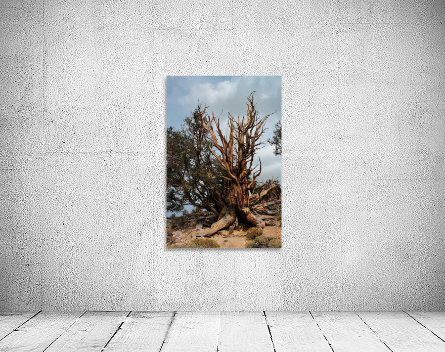Branches Galore Wall Preview