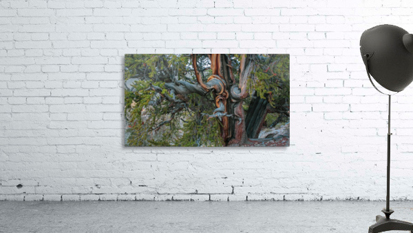 Gnarley Trunk Wall Preview
