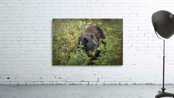 Berry Eating Bear Wall Preview