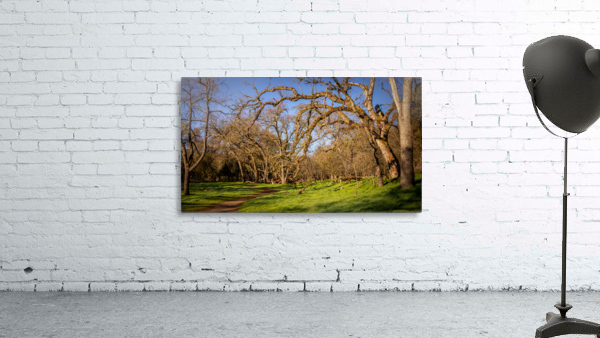 Wicked Branches Wall Preview